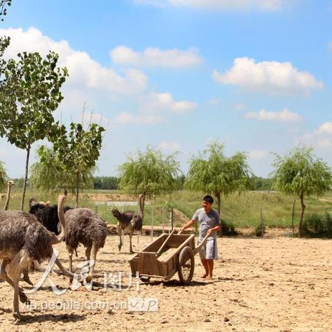 鸵鸟养殖，致富新途径探索与案例分析