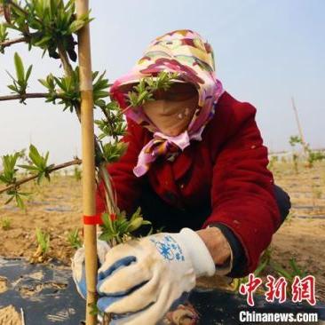 农村致富之路，种植药材的选择与策略