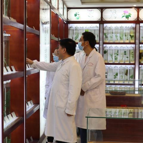 农村致富之路，种植药材的选择与策略
