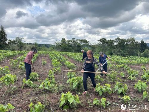 创业致富之路，探讨养殖什么能赚钱