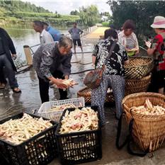 农民致富，探索最佳行业路径与成功案例