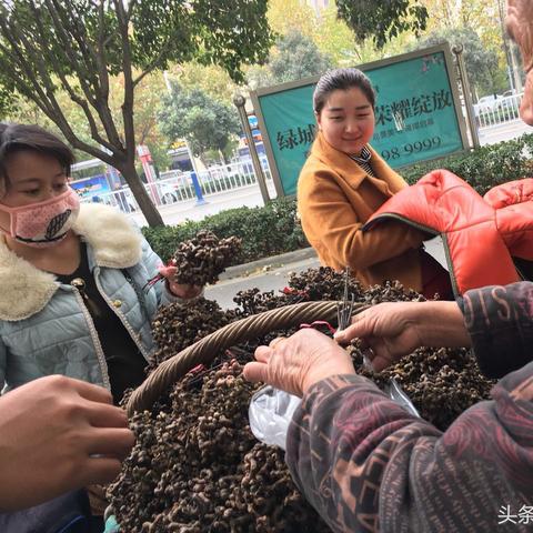阜阳致富的果子有哪些？一起来看看吧！
