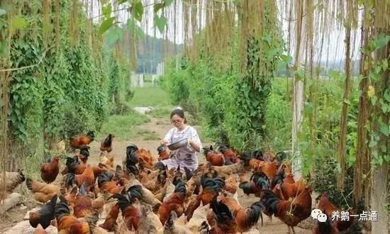 在家养什么好致富？这些项目或许能帮你开启财富之门！