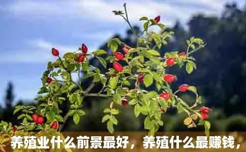 在家养什么好致富？这些项目或许能帮你开启财富之门！