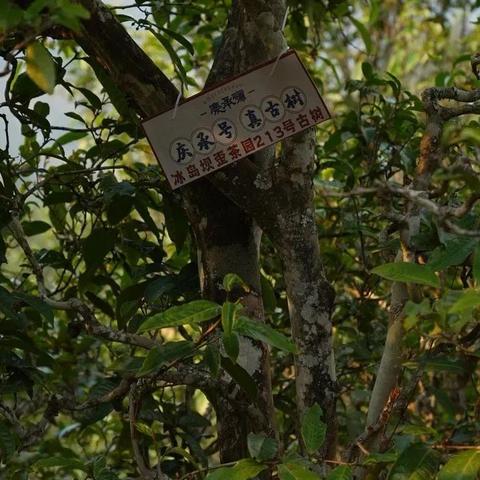 2023年纯植物化妆品牌排行榜
