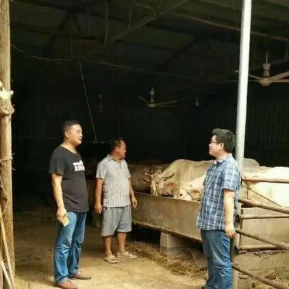 养牛致富，探寻畜牧业中的财富之路