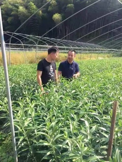 福建农民种什么致富？深度解析与案例分享