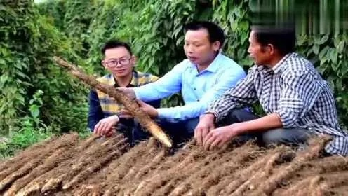 福建农民种什么致富？深度解析与案例分享