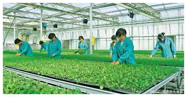 农民致富的坚实保障，多元因素助力下的农村振兴之路