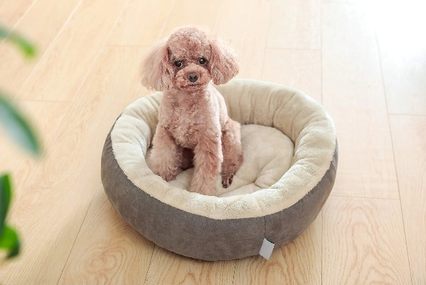 家居品牌狗狗桌椅—让爱犬在家也能享受舒适生活