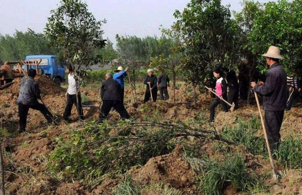 农民种什么树苗才能致富