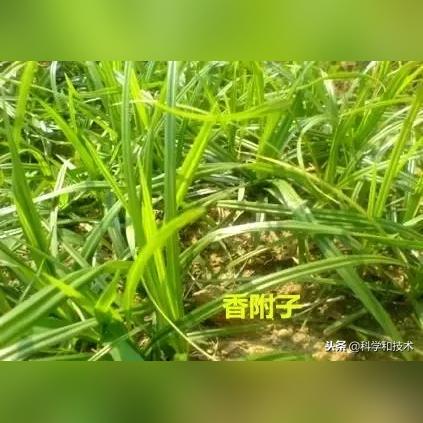 热带亚热带种植致富之路，探索高效作物种植与产业价值