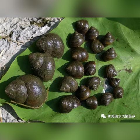 养什么鸭子致富呢？看这篇详解，让你轻松掌握致富秘诀！
