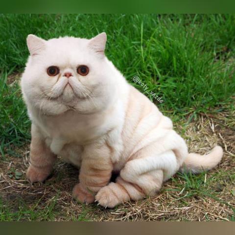 猫品牌电脑，性能与设计的完美结合