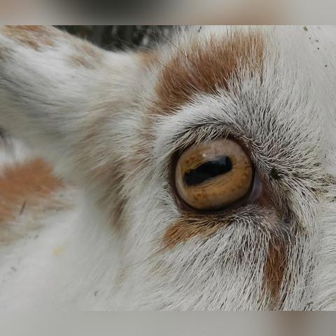 羊小咩便荔卡套出来秒到商家，操作指南来了！