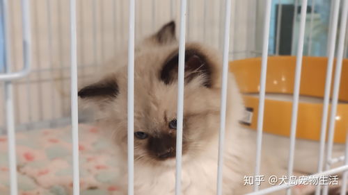 揭秘羊小咩便荔卡套出来秒到商家，是真的吗？