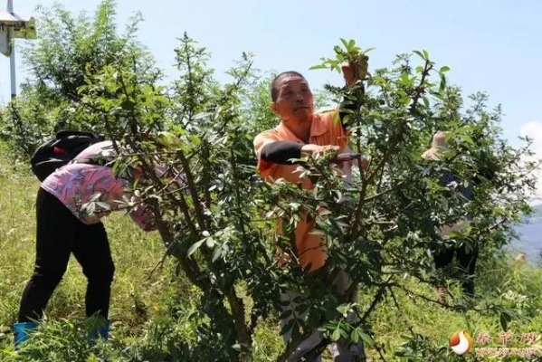 致富先种什么树，从选择到成功的实践指南