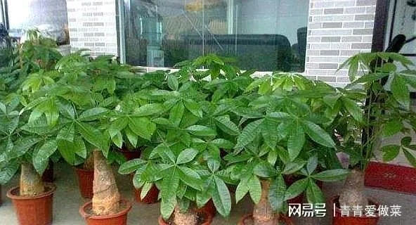 致富先种什么树，从选择到成功的实践指南