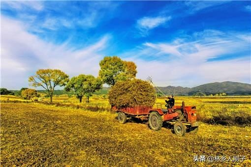 乡村赚钱项目大解密，探寻乡村发展的无限商机