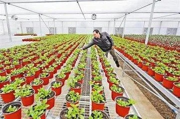乡村赚钱项目大解密，探寻乡村发展的无限商机