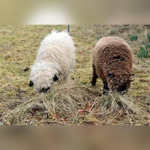 羊小咩便荔卡套出来，买哪个卡更划算？全方位对比分析