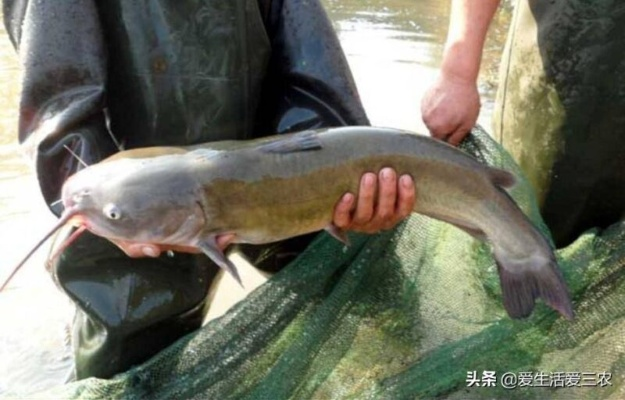 什么淡水鱼能致富？看我一一揭秘