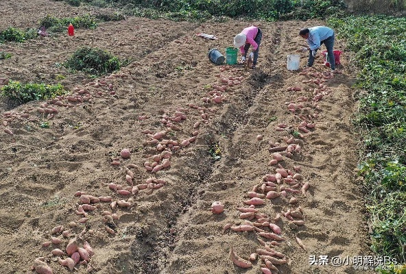 红薯地里的致富秘诀