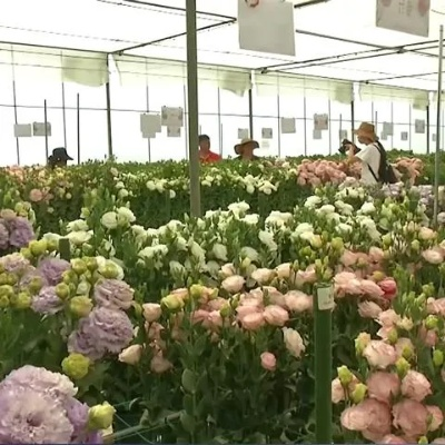 种植什么花好致富？花卉产业的潜力和致富之路
