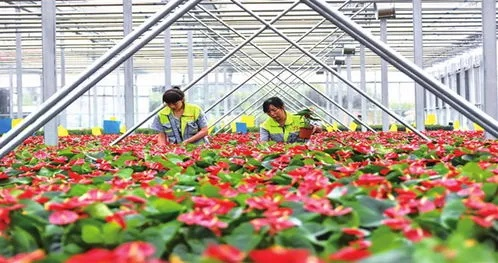 种植什么花好致富？花卉产业的潜力和致富之路