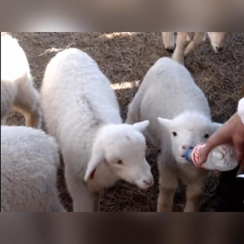 羊小咩便荔卡套出来买Q币，轻松充值，乐享游戏时光！