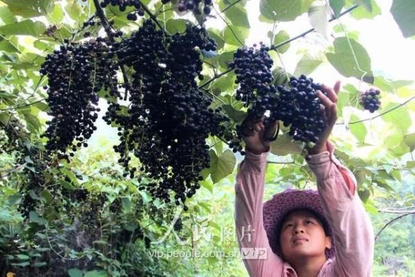 广西种什么水果能致富