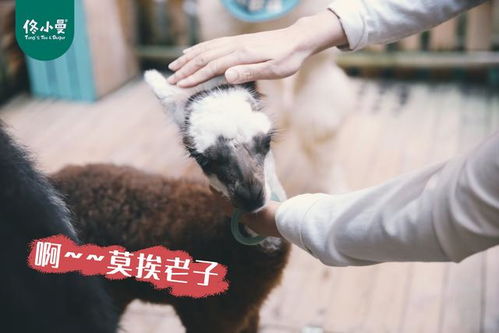揭秘羊小咩便荔卡套出来吗，真相大揭秘！