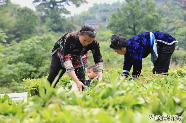 湖南乡下做什么赚钱多？深度解析与案例分享