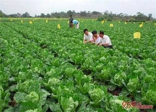 湖南乡下做什么赚钱多？深度解析与案例分享
