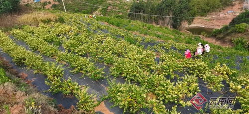 农村种什么观赏花能致富？详解几种热门花卉种植项目