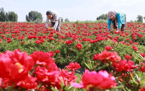 农村种什么观赏花能致富？详解几种热门花卉种植项目