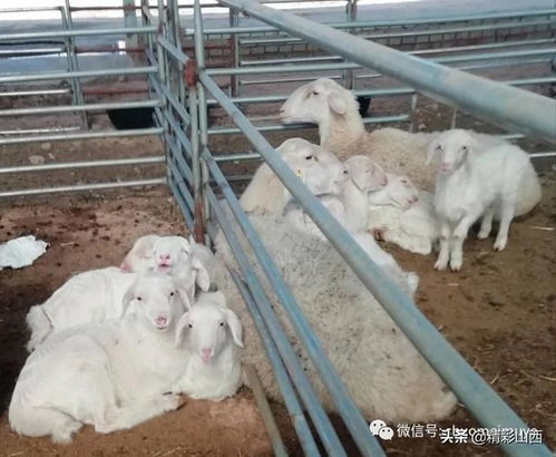羊小咩便荔卡套出来老商家，揭秘那些隐藏在羊咩咩背后的秘密！