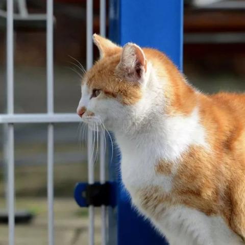 猫粮加盟全解析，如何顺利入驻市场？