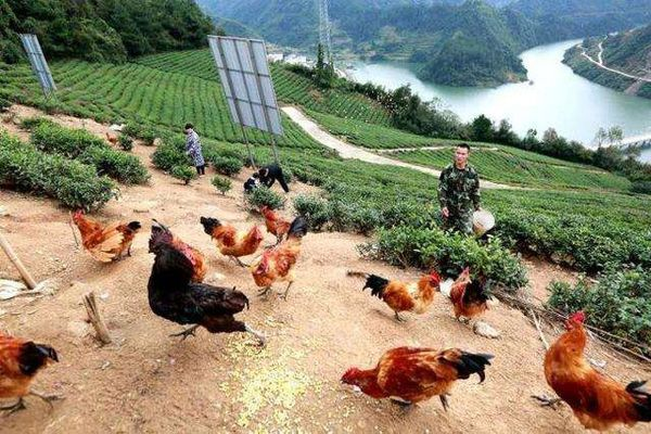 农村人如何快速致富，养殖业的多元选择与成功案例分析