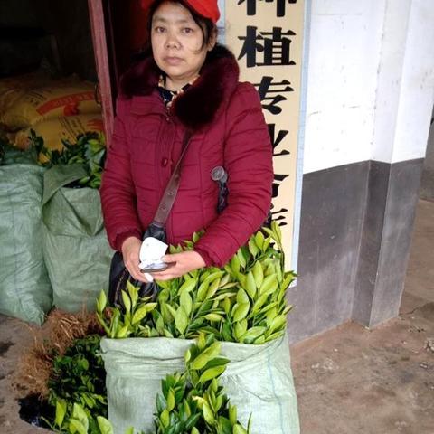 种什么树最快最好致富？看我一一揭秘！