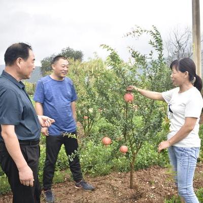 种什么树最快最好致富？看我一一揭秘！