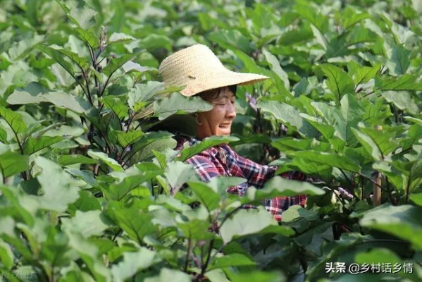 在农田里如何赚钱？这些方法和案例告诉你答案！