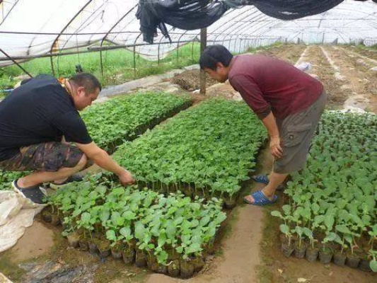 致富经，种植什么最赚钱？深度解析与案例分享