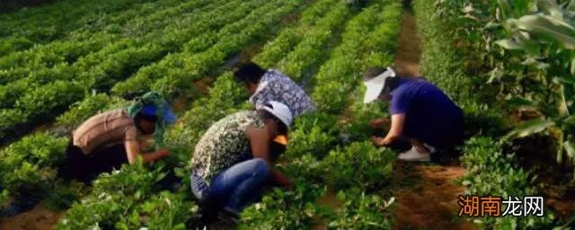 致富经，种植什么最赚钱？深度解析与案例分享