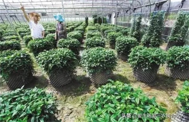 致富经，种植什么最赚钱？深度解析与案例分享