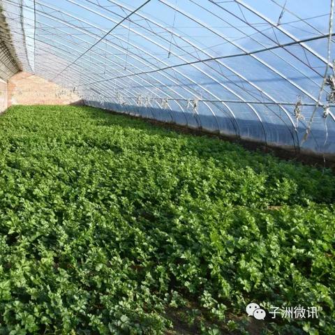 羊小咩便荔卡套出来，报警还是自认倒霉？案例分析及法律解读