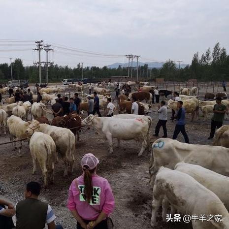 羊小咩便荔卡套出来，报警还是自认倒霉？案例分析及法律解读