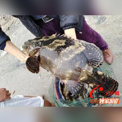 餐饮品牌行情调研报告