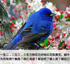 户外品牌小鸟，探索自然，享受生活