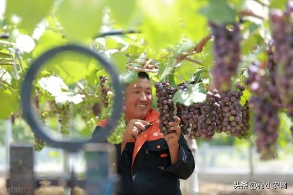 农民现在种什么能致富？深度解析与案例分享